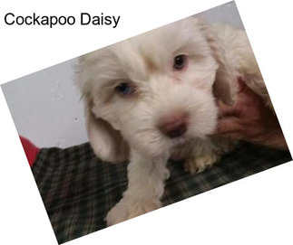 Cockapoo Daisy