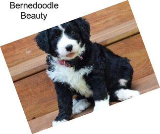 Bernedoodle Beauty