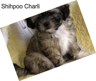 Shihpoo Charli