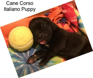 Cane Corso Italiano Puppy