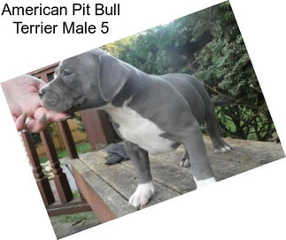 American Pit Bull Terrier Male 5