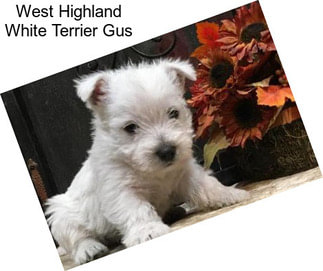 West Highland White Terrier Gus