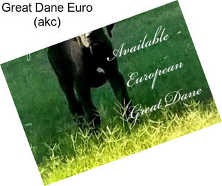 Great Dane Euro (akc)