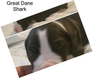 Great Dane Shark