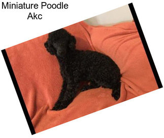 Miniature Poodle Akc