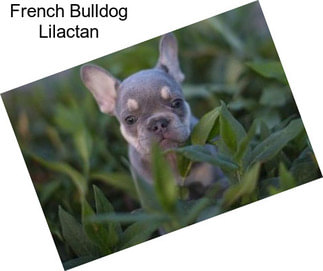 French Bulldog Lilactan