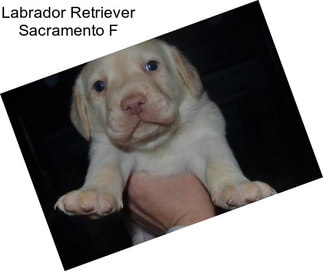 Labrador Retriever Sacramento F