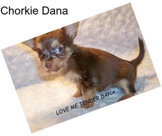 Chorkie Dana