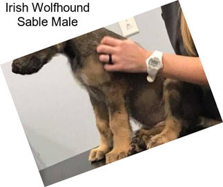 Irish Wolfhound Sable Male