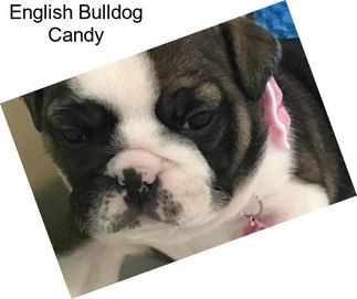 English Bulldog Candy