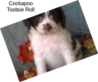 Cockapoo Tootsie Roll