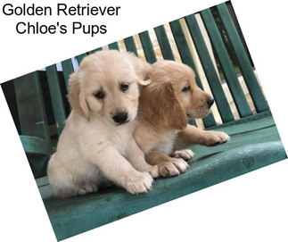 Golden Retriever Chloe\'s Pups
