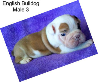 English Bulldog Male 3