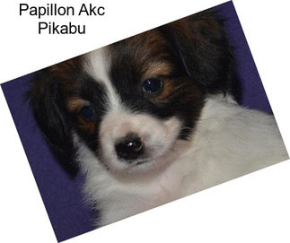 Papillon Akc Pikabu