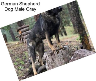 German Shepherd Dog Male Gray