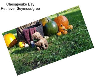 Chesapeake Bay Retriever Seymour/gree