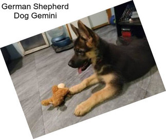 German Shepherd Dog Gemini