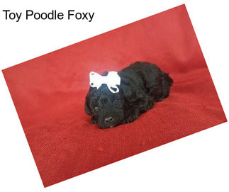 Toy Poodle Foxy