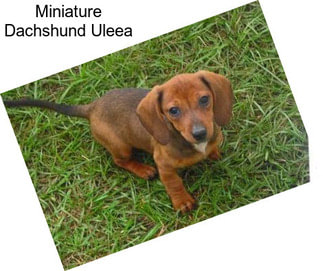 Miniature Dachshund Uleea