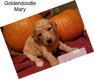 Goldendoodle Mary