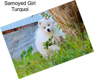 Samoyed Girl Turquoi