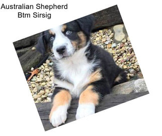 Australian Shepherd Btm Sirsig