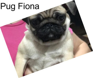 Pug Fiona