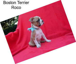 Boston Terrier Roco