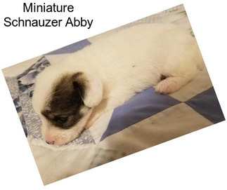 Miniature Schnauzer Abby