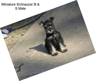 Miniature Schnauzer B & S Male