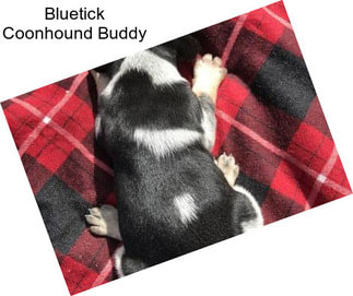 Bluetick Coonhound Buddy