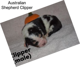 Australian Shepherd Clipper