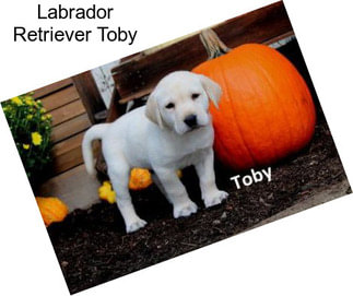 Labrador Retriever Toby