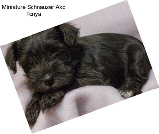 Miniature Schnauzer Akc Tonya