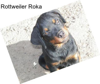 Rottweiler Roka