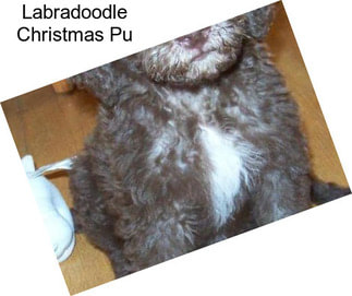 Labradoodle Christmas Pu