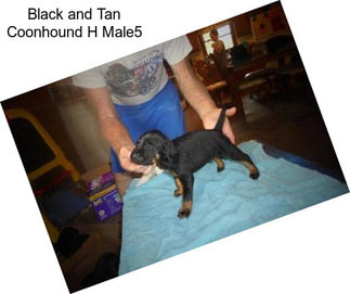 Black and Tan Coonhound H Male5
