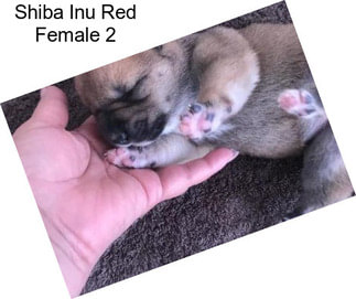 Shiba Inu Red Female 2