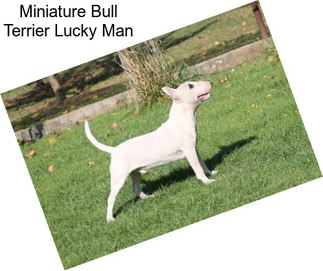 Miniature Bull Terrier Lucky Man