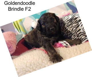 Goldendoodle Brindle F2