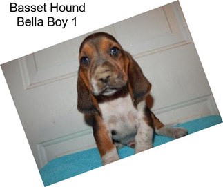 Basset Hound Bella Boy 1