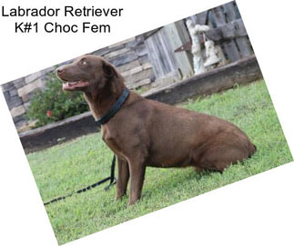 Labrador Retriever K#1 Choc Fem