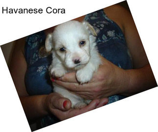 Havanese Cora