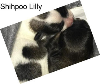 Shihpoo Lilly