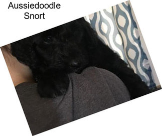 Aussiedoodle Snort