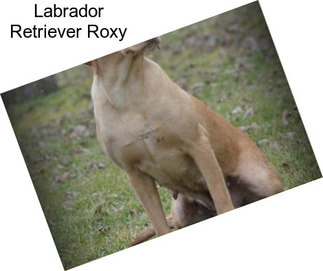 Labrador Retriever Roxy