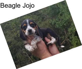 Beagle Jojo
