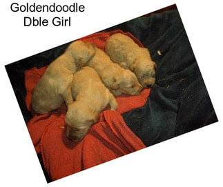 Goldendoodle Dble Girl