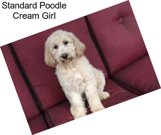 Standard Poodle Cream Girl