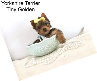 Yorkshire Terrier Tiny Golden